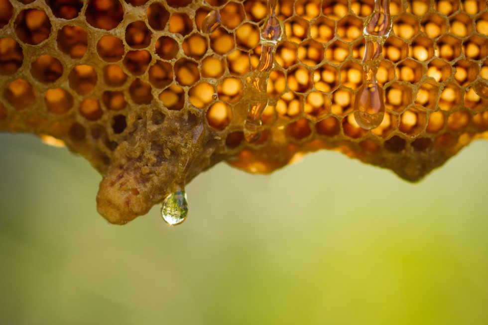 fot. shutterstock.com Miód z eksperymentalnej pasieki PIORiN – wolny od pozostałości śor.