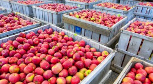 Rynek jabłek: Na początku lipca zapasy jabłek wynosiły 57 tys. ton 