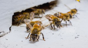 Ruszają prace nad narodową strategią ochrony polskich pszczół