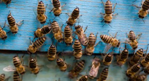 NIK: Polskie pszczelarstwo wymaga kompleksowej strategii wsparcia