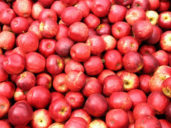 fot. shutterstock.com Mazowieckie: Ceny jabłek przemysłowych dochodzą do 80 gr/kg