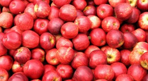 Mazowieckie: Ceny jabłek przemysłowych dochodzą do 80 gr/kg 