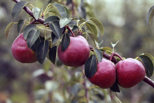 fot. pixabay.com Prognosfruit 2017: Zbiory gruszek na poziomie zbliżonym do ubiegłego roku