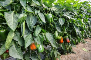 Nowe odmiany i technologie w uprawie papryki