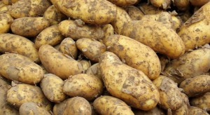 GUS: Niższe niż rok temu ceny ziemniaków na targowiskach 