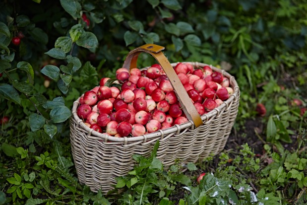 fot. shutterstock Eksperci przewidują wzrost produkcji ekologicznych jabłek w UE