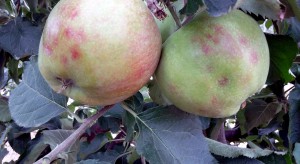 Raport sadowniczy firmy Agrii – sierpień. Czy sprawdzą się prognozy dot. zbiorów jabłek? 