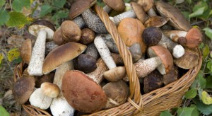 Resort zdrowia chce rozszerzyć wykaz grzybów dopuszczonych do sprzedaży