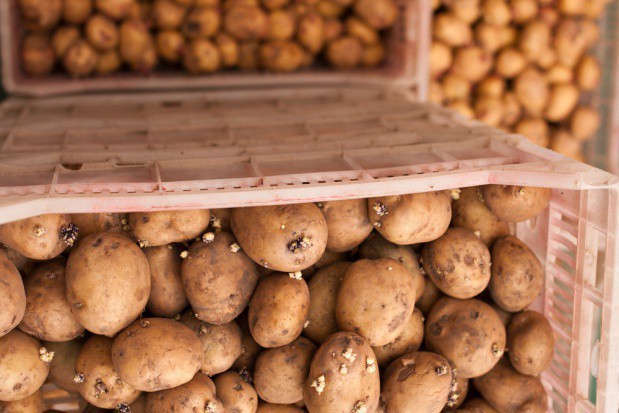 Niższe plony ziemniaków w UE. W Polsce spadek produkcji może wpłynąć na wzrost cen