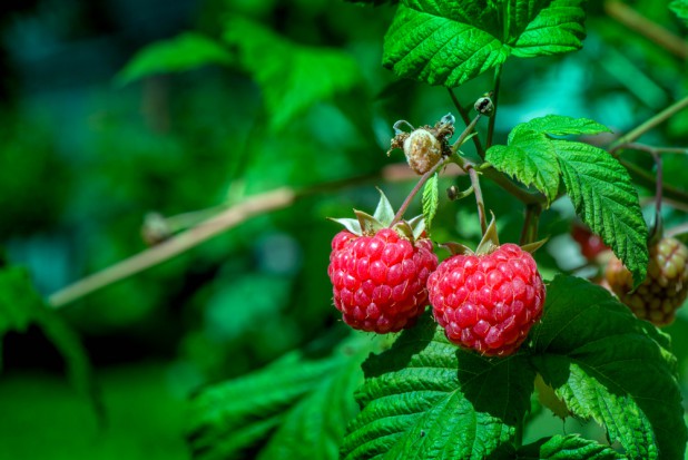 fot. shutterstock "Dziwny" sezon malinowy. Trudny zarówno dla roślin, jak i producentów