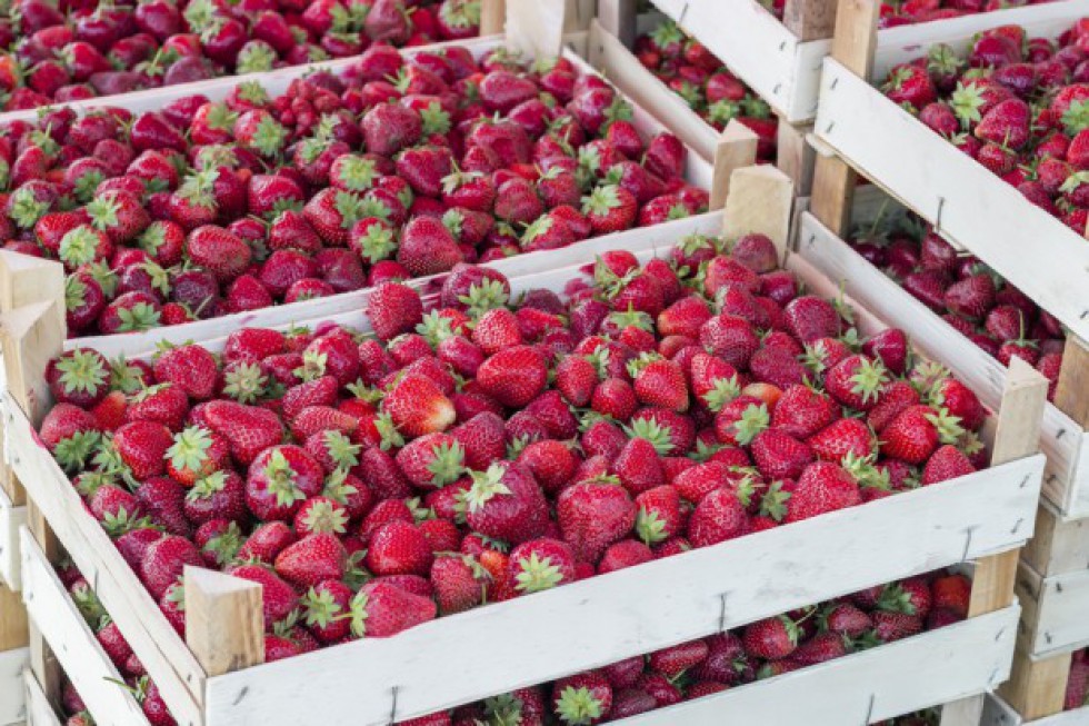 Holenderska firma SVZ stworzy na Ukrainie punkt skup owoców i warzyw