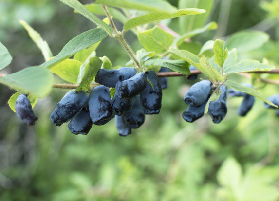 fot. shutterstock.com Polscy plantatorzy zyskują na uprawie jagody kamczackiej