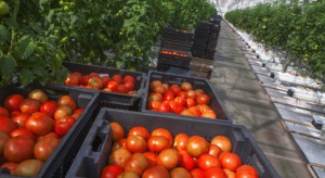 Ceny pomidorów szklarniowych stale rosną