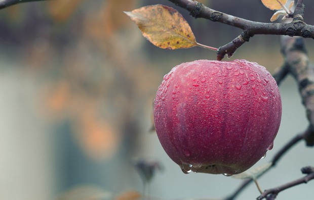 fot. pixabay.com Opady oraz niedobór wapnia mogą wpłynąć na gorszą zdolność przechowalniczą