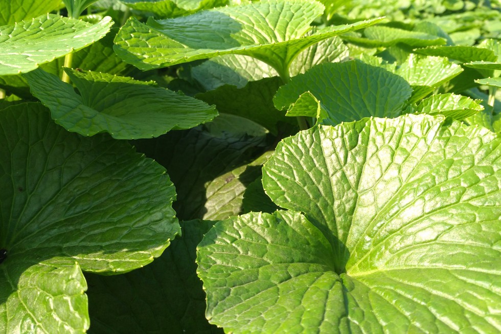 Wasabi Farm Poland Amatorzy jak my, często osiągają lepsze efekty w