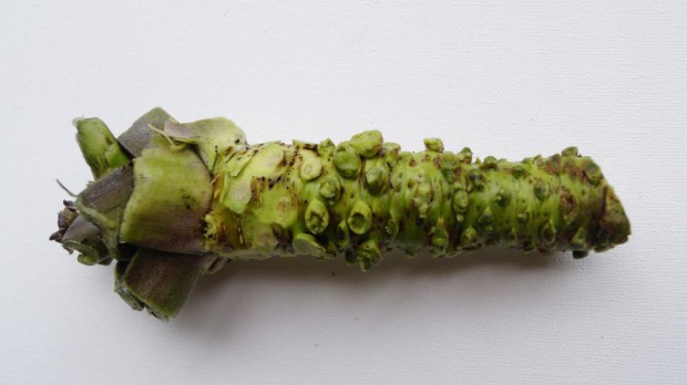 fot. Wasabi Farm Poland Wasabi Farm Poland: Amatorzy jak my, często osiągają lepsze efekty w uprawie niż Japończycy