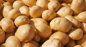 Nowa Zelandia: Duże zniszczenia w uprawach ziemniaków 