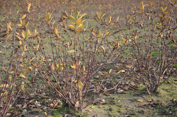 plantacja Blue Haskap / fot. sadyogrody.pl Blue Haskap: Szukaliśmy alternatywy dla jabłoni. Postawiliśmy na jagodę kamczacką! (zdjęcia)