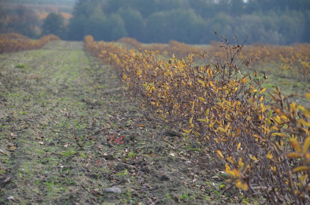 plantacja Blue Haskap / fot. sadyogrody.pl Blue Haskap: Szukaliśmy alternatywy dla jabłoni. Postawiliśmy na jagodę kamczacką! (zdjęcia)