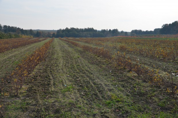 plantacja Blue Haskap / fot. sadyogrody.pl Blue Haskap: Szukaliśmy alternatywy dla jabłoni. Postawiliśmy na jagodę kamczacką! (zdjęcia)
