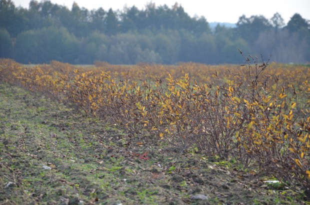 plantacja Blue Haskap / fot. sadyogrody.pl Blue Haskap: Szukaliśmy alternatywy dla jabłoni. Postawiliśmy na jagodę kamczacką! (zdjęcia)