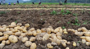Tegoroczne zbiory ziemniaków w UE mogą być znacznie wyższe niż w 2016 r.