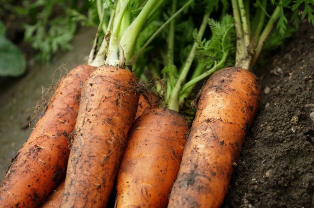 fot. shutterstock Świętokrzyskie: Rolnicy coraz częściej przechodzą z uprawy zbóż na warzywa