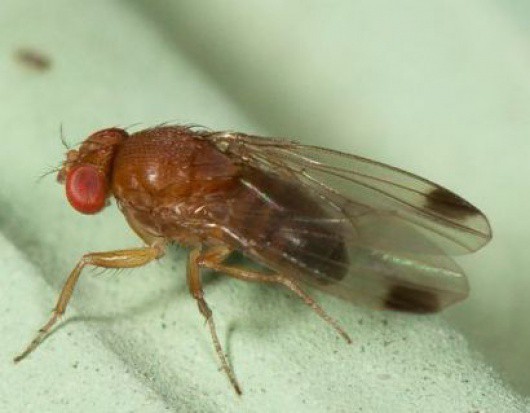 Drosophila suzukii (muszka plamoskrzydła)/ fot. za EPPO Zwiększa się zasięg i liczebność występowania Drosophila suzukii