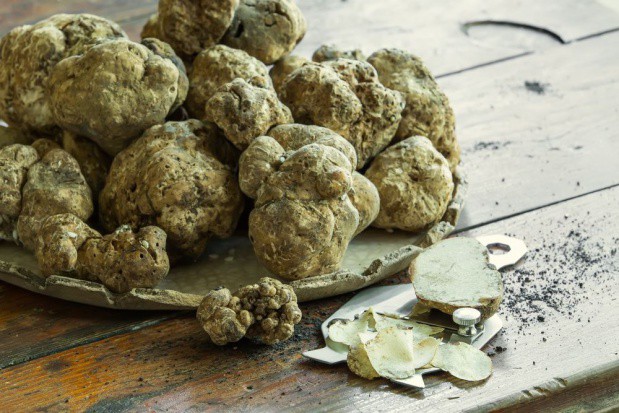 fot. shutterstock.com Włochy: Rekordowo wysokie ceny białych trufli – 6 tys. euro za kilogram