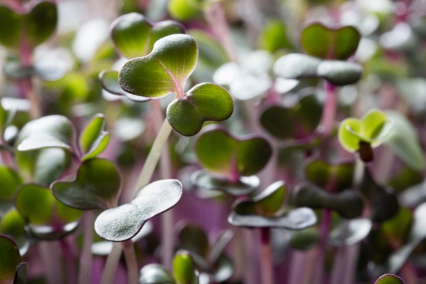 Microgreens/ fot. shutterstock.com Nowości nasienne od PlantiCo na sezon 2018