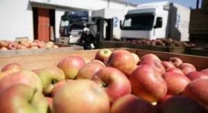 Wyższe ceny jabłek mogą odbić się na wizerunku polskich eksporterów