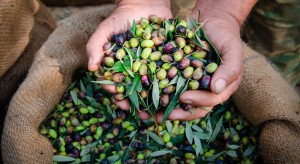 Zapowiadają się dobre zbiory oliwek, mimo rozprzestrzeniania bakterii Xylella fastidiosa