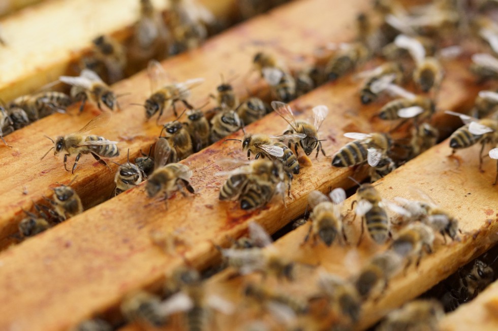 USA: W wypadku zginęły pszczoły za ponad milion dolarów
