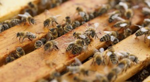 USA: W wypadku zginęły pszczoły za ponad milion dolarów