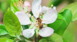 Wielkopolskie: Samorządy sfinansują zakup miododajnych drzew w trosce o pszczoły