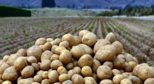 Plonowanie ziemniaków – odmiany bardzo wczesne