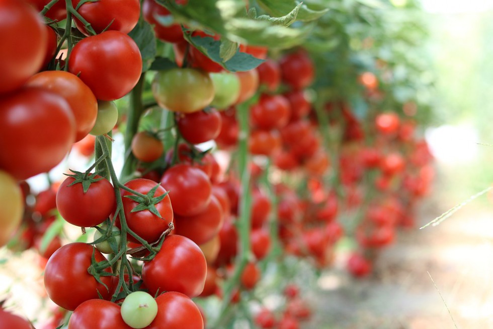 Rynek pomidorów: Brakuje możliwości istotnego wzrostu eksportu