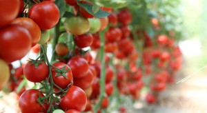 Rynek pomidorów: Brakuje możliwości istotnego wzrostu eksportu