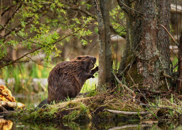 Warmińsko-mazurskie: Ponad 5 mln zł za szkody wyrządzone przez bobry