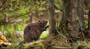 Warmińsko-mazurskie: Ponad 5 mln zł za szkody wyrządzone przez bobry