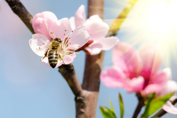 Jak zadbać o pszczoły aby zwiększyć plony?