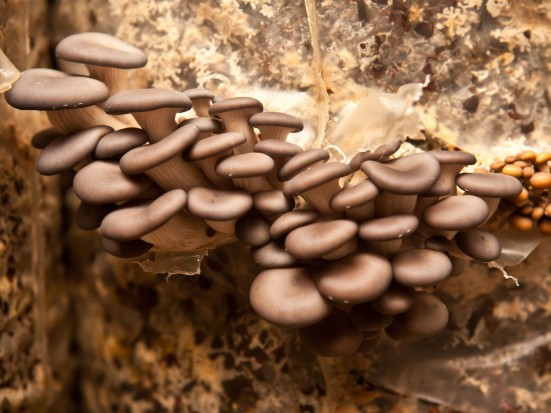 fot. shutterstock.com Francja: Produkcja grzybów pod ziemią coraz popularniejsza