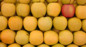 Francja: Zbiory jabłek większe niż oczekiwano, ale wciąż najmniejsze od 5 lat