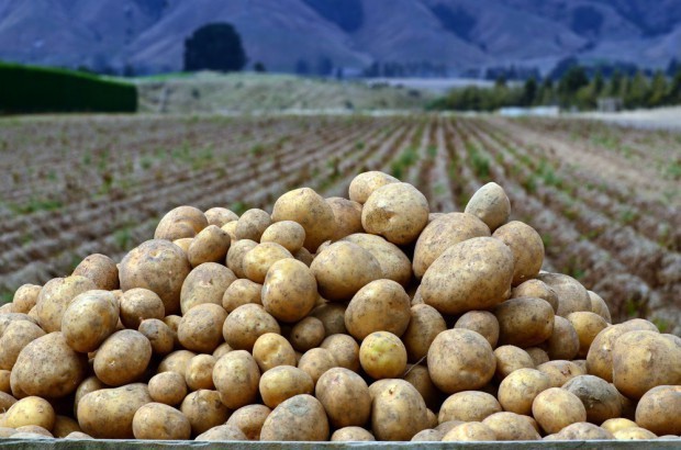 Znaczny wzrost produkcji ziemniaków w UE