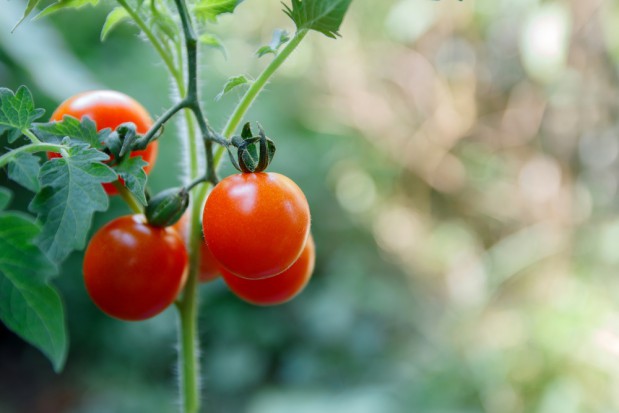COBORU: Zarejestrowano 30 nowych odmian roślin warzywnych