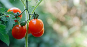 COBORU: Zarejestrowano 30 nowych odmian roślin warzywnych