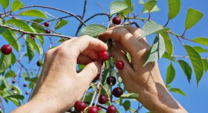 Australia: Problemy ze znalezieniem pracowników do zbioru owoców