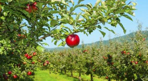 Rosyjska produkcja jabłek jednak daleka od samowystarczalności