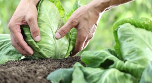 Wielka Brytania: Praca przy zbiorach warzyw okazała się zbyt ciężka dla miejscowych