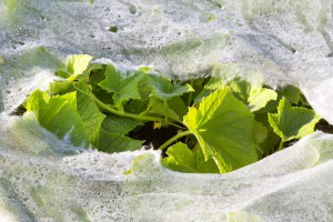 Naukowcy Politechniki Łódzkiej opracowali agrotkaninę ulegającą biodegradacji 